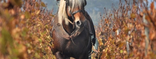 Domaine de La Soufrandière, Bret Brothers 