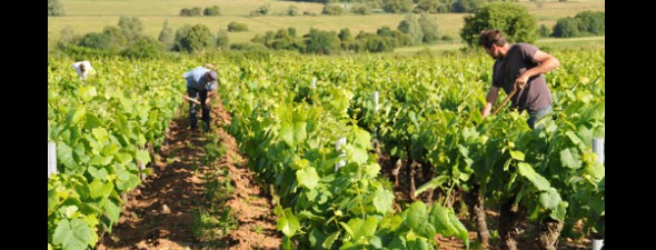 Domaine Pierre Luneau Papin 