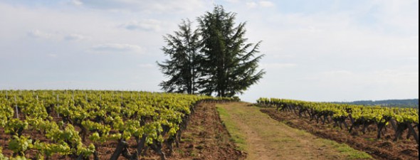 Domaine Pierre Luneau Papin 