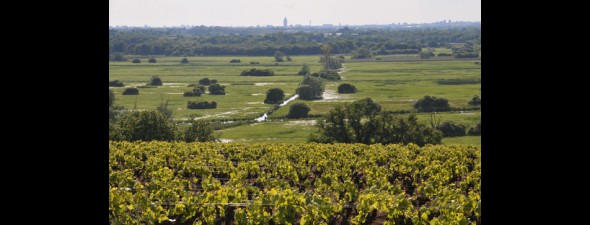 Domaine Pierre Luneau Papin 